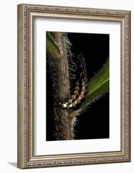 Lampyris Noctiluca (Common Glow-Worm)-Paul Starosta-Framed Photographic Print