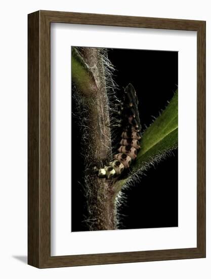 Lampyris Noctiluca (Common Glow-Worm)-Paul Starosta-Framed Photographic Print