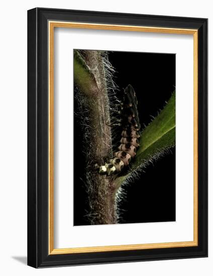 Lampyris Noctiluca (Common Glow-Worm)-Paul Starosta-Framed Photographic Print