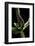Lampyris Noctiluca (Common Glow-Worm)-Paul Starosta-Framed Photographic Print