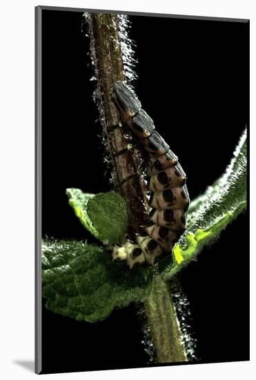 Lampyris Noctiluca (Common Glow-Worm)-Paul Starosta-Mounted Photographic Print