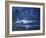 Lanai Luna-Scott Westmoreland-Framed Art Print