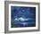 Lanai Luna-Scott Westmoreland-Framed Art Print