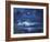 Lanai Luna-Scott Westmoreland-Framed Art Print