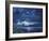 Lanai Luna-Scott Westmoreland-Framed Art Print