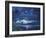 Lanai Luna-Scott Westmoreland-Framed Art Print