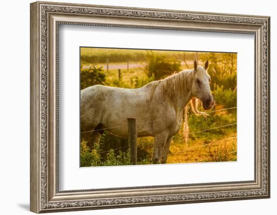 Lancaster County, Pennsylvania. Dappled horse catches mane on barbed wire-Jolly Sienda-Framed Photographic Print