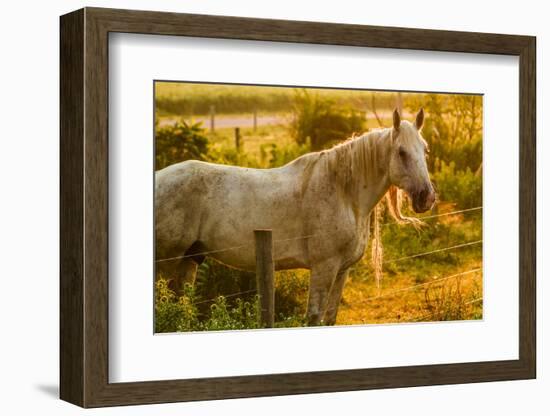 Lancaster County, Pennsylvania. Dappled horse catches mane on barbed wire-Jolly Sienda-Framed Photographic Print