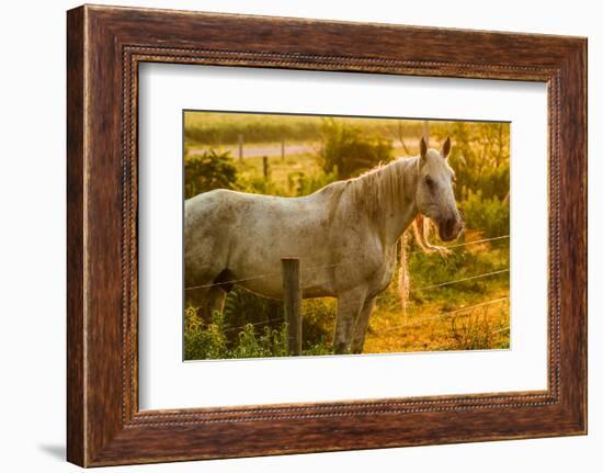 Lancaster County, Pennsylvania. Dappled horse catches mane on barbed wire-Jolly Sienda-Framed Photographic Print