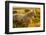 Lancaster County, Pennsylvania. Dappled horse catches mane on barbed wire-Jolly Sienda-Framed Photographic Print