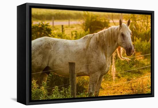 Lancaster County, Pennsylvania. Dappled horse catches mane on barbed wire-Jolly Sienda-Framed Premier Image Canvas
