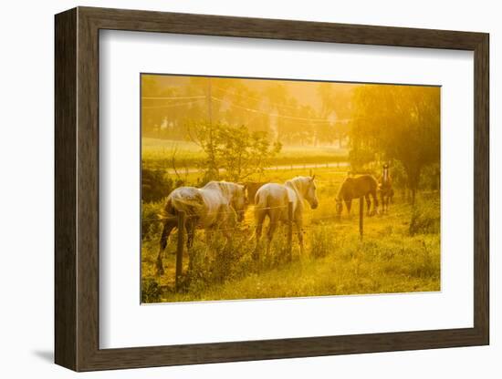 Lancaster County, Pennsylvania. Team of horses walking along a fence-Jolly Sienda-Framed Photographic Print