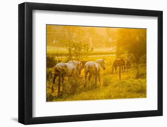 Lancaster County, Pennsylvania. Team of horses walking along a fence-Jolly Sienda-Framed Photographic Print