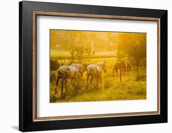 Lancaster County, Pennsylvania. Team of horses walking along a fence-Jolly Sienda-Framed Photographic Print