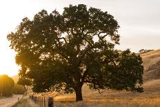 Springtime Afternoon-Lance Kuehne-Photographic Print