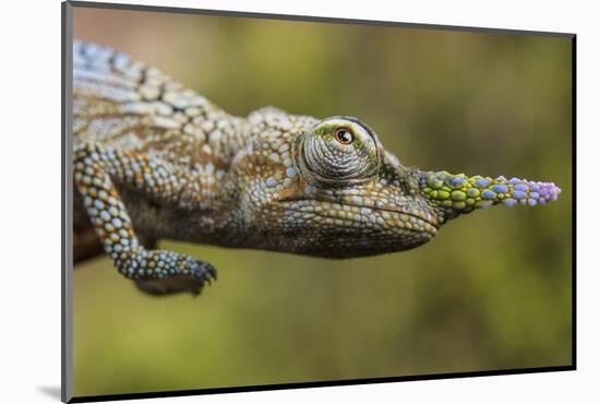 Lance-nosed chameleon (Calumma gallus), Andasibe-Mantadia National Park. Madagascar-Emanuele Biggi-Mounted Photographic Print