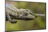 Lance-nosed chameleon (Calumma gallus), Andasibe-Mantadia National Park. Madagascar-Emanuele Biggi-Mounted Photographic Print