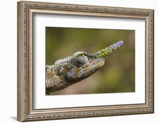 Lance-nosed chameleon (Calumma gallus), Andasibe-Mantadia National Park. Madagascar-Emanuele Biggi-Framed Photographic Print