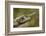 Lance-nosed chameleon (Calumma gallus), Andasibe-Mantadia National Park. Madagascar-Emanuele Biggi-Framed Photographic Print