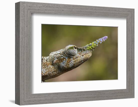 Lance-nosed chameleon (Calumma gallus), Andasibe-Mantadia National Park. Madagascar-Emanuele Biggi-Framed Photographic Print