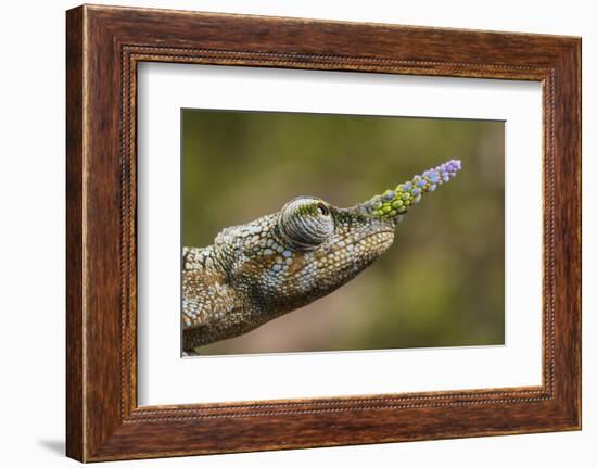 Lance-nosed chameleon (Calumma gallus), Andasibe-Mantadia National Park. Madagascar-Emanuele Biggi-Framed Photographic Print