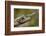 Lance-nosed chameleon (Calumma gallus), Andasibe-Mantadia National Park. Madagascar-Emanuele Biggi-Framed Photographic Print