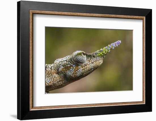 Lance-nosed chameleon (Calumma gallus), Andasibe-Mantadia National Park. Madagascar-Emanuele Biggi-Framed Photographic Print