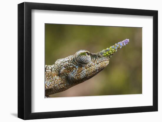Lance-nosed chameleon (Calumma gallus), Andasibe-Mantadia National Park. Madagascar-Emanuele Biggi-Framed Photographic Print