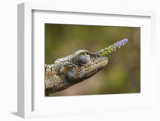 Lance-nosed chameleon (Calumma gallus), Andasibe-Mantadia National Park. Madagascar-Emanuele Biggi-Framed Photographic Print