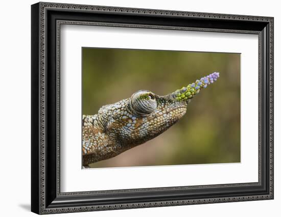 Lance-nosed chameleon (Calumma gallus), Andasibe-Mantadia National Park. Madagascar-Emanuele Biggi-Framed Photographic Print