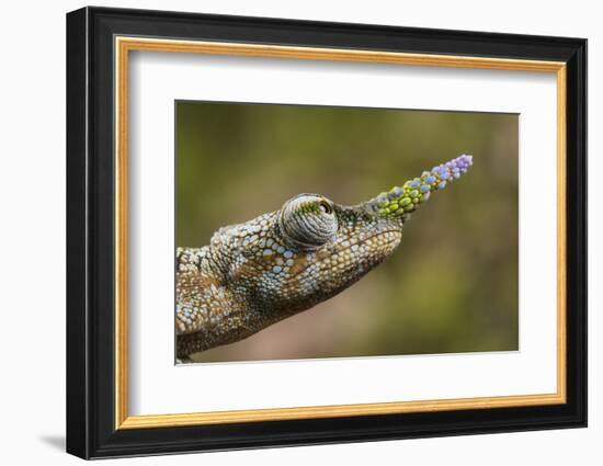 Lance-nosed chameleon (Calumma gallus), Andasibe-Mantadia National Park. Madagascar-Emanuele Biggi-Framed Photographic Print