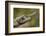 Lance-nosed chameleon (Calumma gallus), Andasibe-Mantadia National Park. Madagascar-Emanuele Biggi-Framed Photographic Print