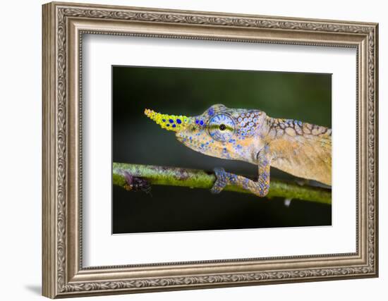 Lance-nosed chameleon (Calumma gallus), Madagascar-Panoramic Images-Framed Photographic Print