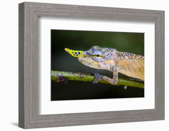 Lance-nosed chameleon (Calumma gallus), Madagascar-Panoramic Images-Framed Photographic Print