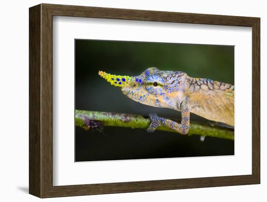 Lance-nosed chameleon (Calumma gallus), Madagascar-Panoramic Images-Framed Photographic Print