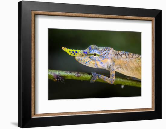 Lance-nosed chameleon (Calumma gallus), Madagascar-Panoramic Images-Framed Photographic Print