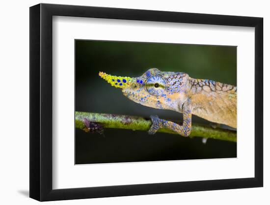 Lance-nosed chameleon (Calumma gallus), Madagascar-Panoramic Images-Framed Photographic Print