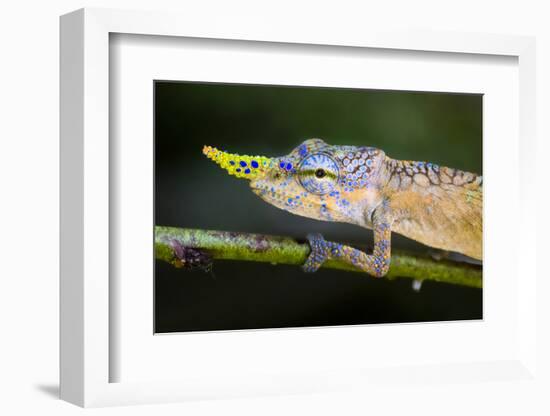 Lance-nosed chameleon (Calumma gallus), Madagascar-Panoramic Images-Framed Photographic Print