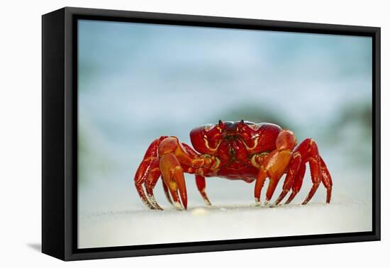 Land Crab Single Crab on Beach Close Up-null-Framed Premier Image Canvas