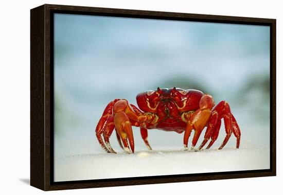 Land Crab Single Crab on Beach Close Up-null-Framed Premier Image Canvas