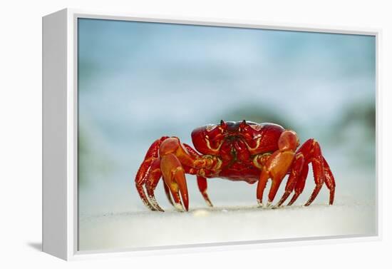 Land Crab Single Crab on Beach Close Up-null-Framed Premier Image Canvas