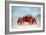 Land Crab Single Crab on Beach Close Up-null-Framed Photographic Print