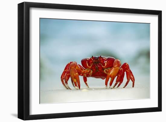 Land Crab Single Crab on Beach Close Up-null-Framed Photographic Print