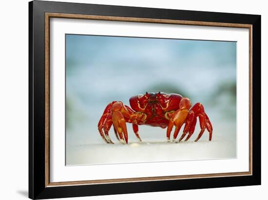 Land Crab Single Crab on Beach Close Up-null-Framed Photographic Print