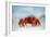 Land Crab Single Crab on Beach Close Up-null-Framed Photographic Print