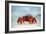 Land Crab Single Crab on Beach Close Up-null-Framed Photographic Print