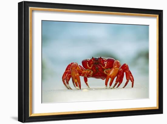 Land Crab Single Crab on Beach Close Up-null-Framed Photographic Print