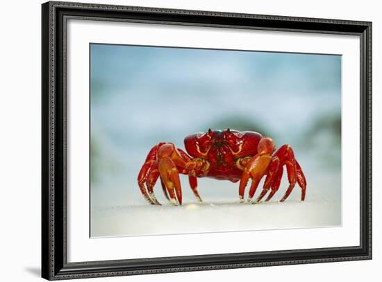 Land Crab Single Crab on Beach Close Up-null-Framed Photographic Print