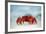 Land Crab Single Crab on Beach Close Up-null-Framed Photographic Print