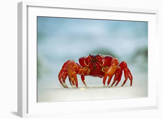 Land Crab Single Crab on Beach Close Up-null-Framed Photographic Print
